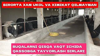 UKOL QILMASDAN QISQA VAQT ICHIDA BUQALARNI QASOBGA TAYYORLASH SIRLARI