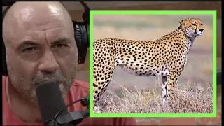 Joe Rogan | Having Cheetahs as Pets