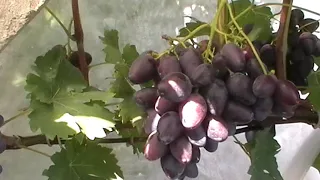 Сорт винограда "Евдоким" - сезон 2019 # Grape sort "Evdokim"