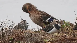 Northern Lapwing | Martin Mere Wetland Reserve | September 2023