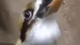 Kookaburra Rave