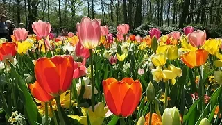 Beautiful tulips in Keukenhof 2019