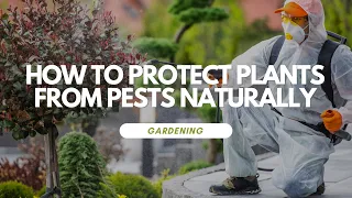 How to Protect Plants From Pests Naturally