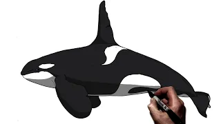 How to Draw an Orca (Killer Whale) | Step By Step