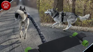 HUSKIES GO LONGBOARD MUSHING