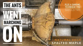 Woodturning: Spalted Maple Natural Edge - The Ants Went Marching On Bowl