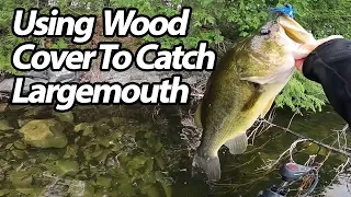 How to Catch Largemouth Bass by Casting Under Fallen Trees