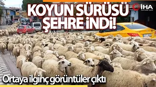 Kent Merkezinden Geçen Koyun Sürüsü İlginç Görüntü Oluşturdu