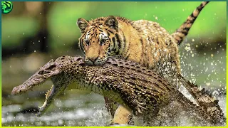 Most Horrible Moments When Big Cats Fought Against Crocodiles