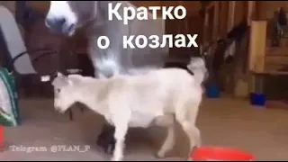 Козёл он и в Африке козёл!