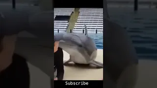 dolphin funny videos Most Funny videos #shorts