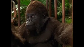 An ape named Ape