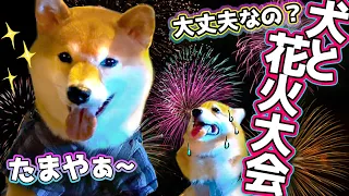 【音が最高】犬は花火大会に行けるの？