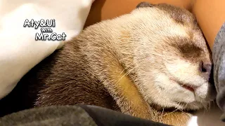 Otter Slumber [Otter Life Day 819]