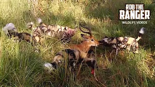 A Pack Of Painted Wolves Caught An Impala