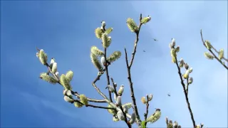 Native pollinators flock to the Tree of Life