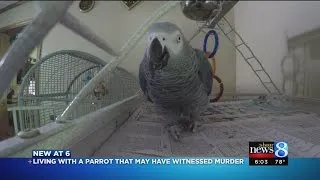 Meet Bud: Parrot, possible murder witness