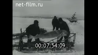 1954г. село Алексеевка. рыбокомбинат Нижнее Пронге. Николаевский район Хабаровский край