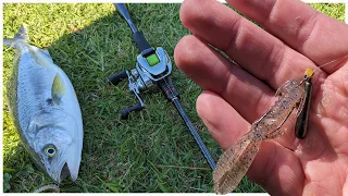 This Popular Rig Catches Everything - FreeRig Fishing Parramatta River