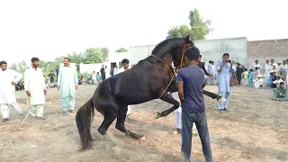 Horse Dance Jashn e Baharan Chakwal 2023|Lovely Ghora Dance Urs Mubarak Syed Hassan dariyaof 7Sharif