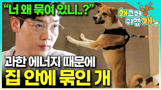 안락사 직전 극적으로 입양된 개. 보호자는 이런 진주가 안쓰러워 제대로 된 생활 교육조차 하지 않았는데..│#왜그러냥귀엽개