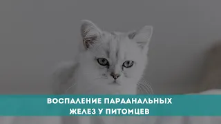 Воспаление параанальных желез у питомцев