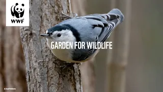 Garden For Wildlife - Episode 5: Become a Citizen Scientist