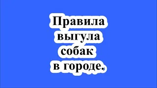 Правила выгула собак в городе.