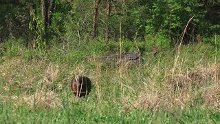 Wild turkey hen cutting, yelping, and purring!!!