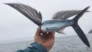 This Fish Can Actually Fly!