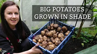 Harvesting Potatoes Grown in Shade | Veg That Grows in Shade