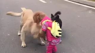 Собака ходит,как человек.