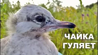 Чайка, тазик и солнце