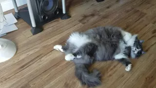 Too hot for kitty