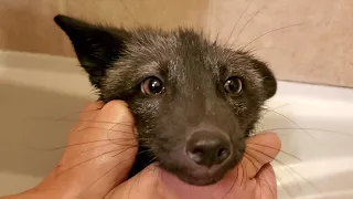 Fox pup poops his way to a midnight bath