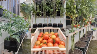 menanam tomat metode ini tinggi berbuah lebat  || planting tomatoes this method is high fruitful