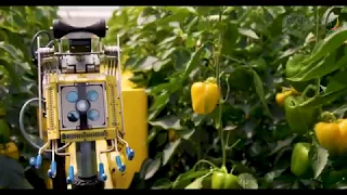 Pepper harvesting robot Sweeper