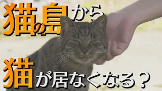 “猫の島”相島から減りゆく猫　島民「見届ける」【シリタカ！】
