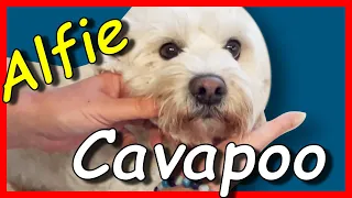 How to groom your Cavapoo dog in the most perfect way.