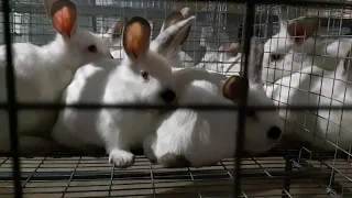 Продался ли Мельник l Кроликоферма l Клетки для начинающих кролиководов