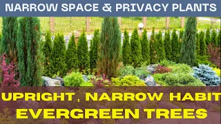Best Trees for Narrow areas of the Garden. | Privacy Plants for Fence | Narrow growing trees