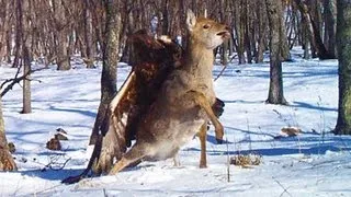 GOLDEN EAGLE ATTACKS AND CATCHES DEER