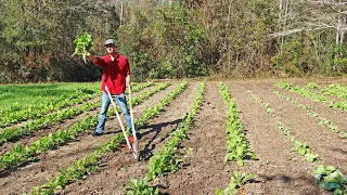 You Grew it HOW? 3 Crazy Benefits of Single-Row Gardening