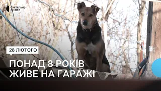 Не вміє ходити по землі: у Дніпрі собака Яреська понад 8 років живе на даху гаражів