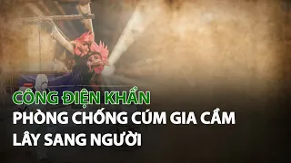 Công Điện Khẩn phòng chống Cúm Gia Cầm lây sang người| VTC14