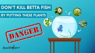 Toxic Plants for betta fish| Top 6 Aquatic Plants