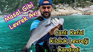 Canlı Kefalle Kiloluk Levrek Avı ! 2.Bölüm