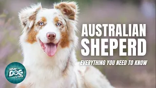 Australian Shephard Dog 101 Everything you need to know