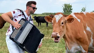 COW LISTENING ACCORDION COVER MUSIC!!!