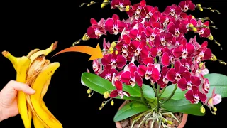 Banana peel. Best fertilizer for orchids to bloom!!!!